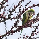 Mönchsittich 1 (Myiopsitta monachus), Monk parakeet, Cotorra argentina