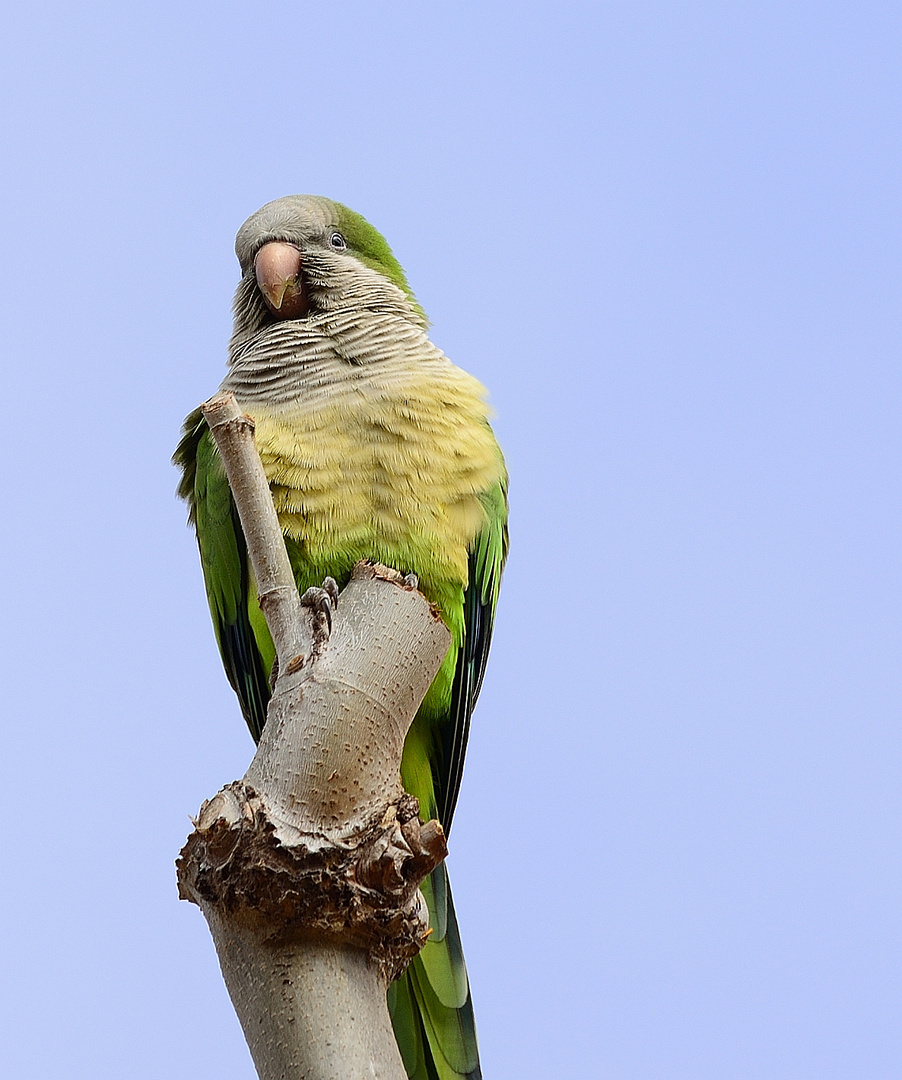 Mönchsittich 2 (Myiopsitta monachus), Monk parakeet, Cotorra argentina