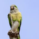 Mönchsittich 2 (Myiopsitta monachus), Monk parakeet, Cotorra argentina