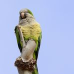 Mönchsittich 2 (Myiopsitta monachus), Monk parakeet, Cotorra argentina