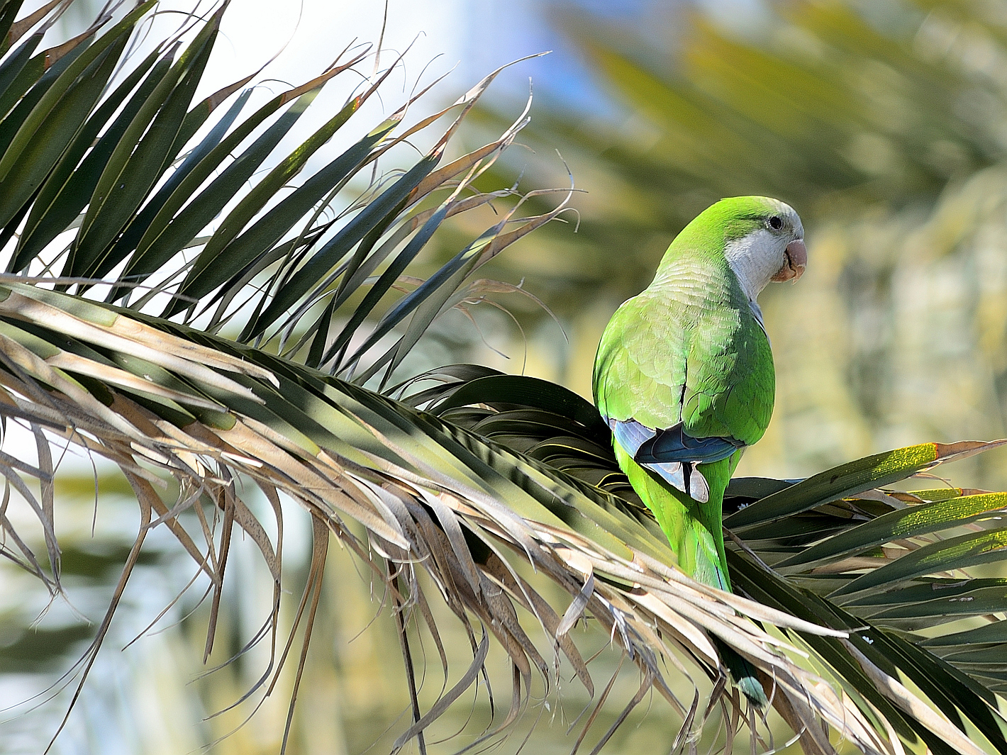 Mönchsittich 3 (Myiopsitta monachus), Monk parakeet, Cotorra argentina