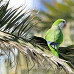 Mönchsittich 3 (Myiopsitta monachus), Monk parakeet, Cotorra argentina