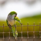 Mönchssitich - Papagei