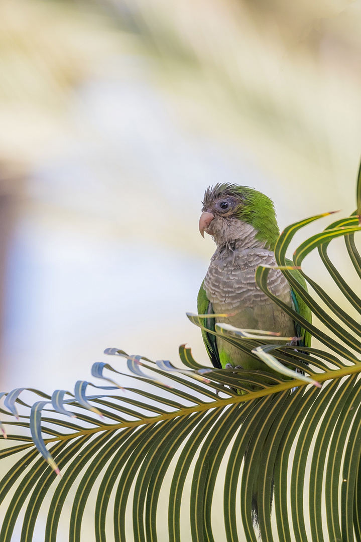 Mönchssittich auf einem Palmwedel