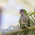 Mönchssittich auf einem Palmwedel