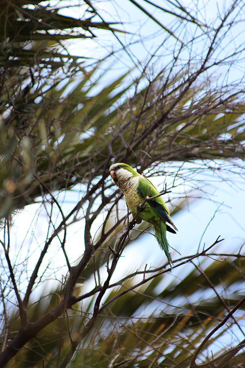 Mönchssittich (Myiopsitta monachus)