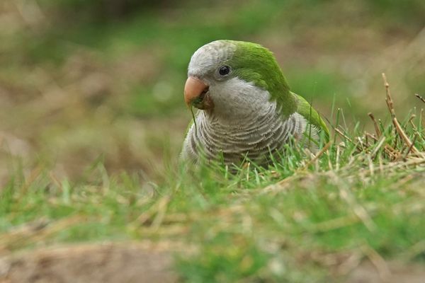 Mönchssittich (Myiopsitta monachus)