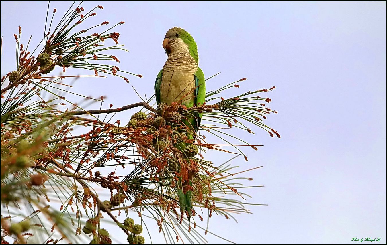 Mönchssittich Papagei Auf Gran Canaria