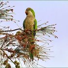 Mönchssittich Papagei Auf Gran Canaria