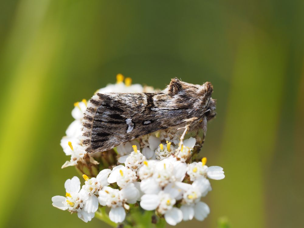 Möndcheneule (Calophasia lunula)