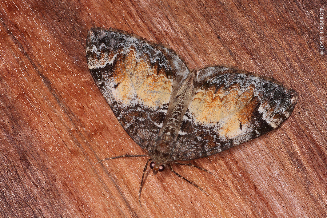 Möndchenflecken-Bindenspanner (Dysstroma truncata) Copyright Josef Limberger Bubenberg Steegen OÖ.