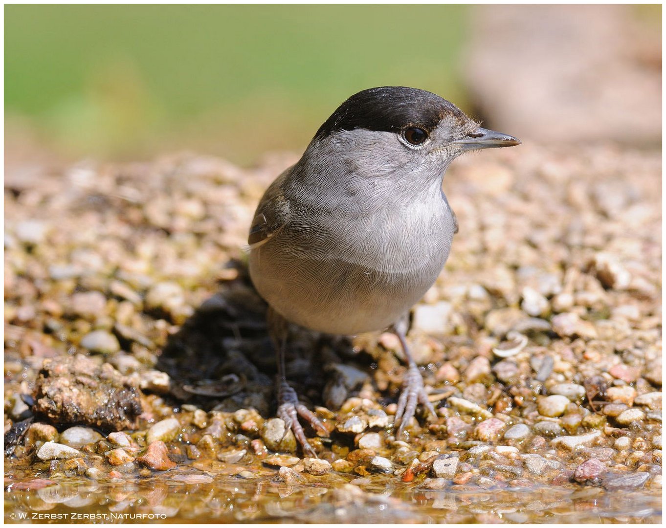 --- Möngrasmücke, männl. --- ( Sylvia tricapilla )