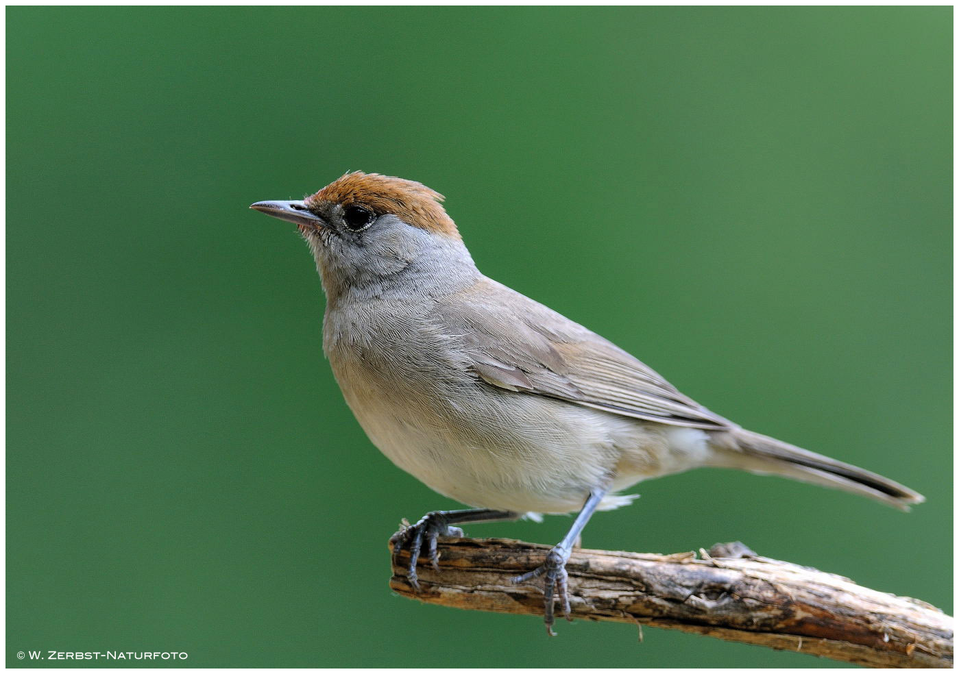 --- Möngrasmücke, weibl. --- ( Sylvia atricapilla )