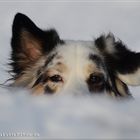 Möppi im Schnee