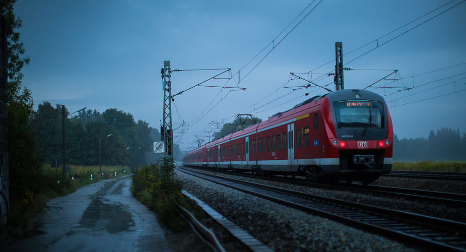 Möpse im Regen