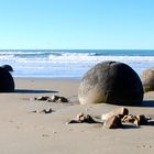 Moeraki Boulders