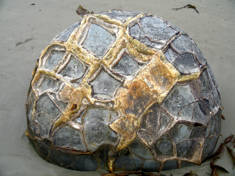 Moeraki Boulders Newzealand