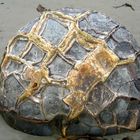 Moeraki Boulders Newzealand