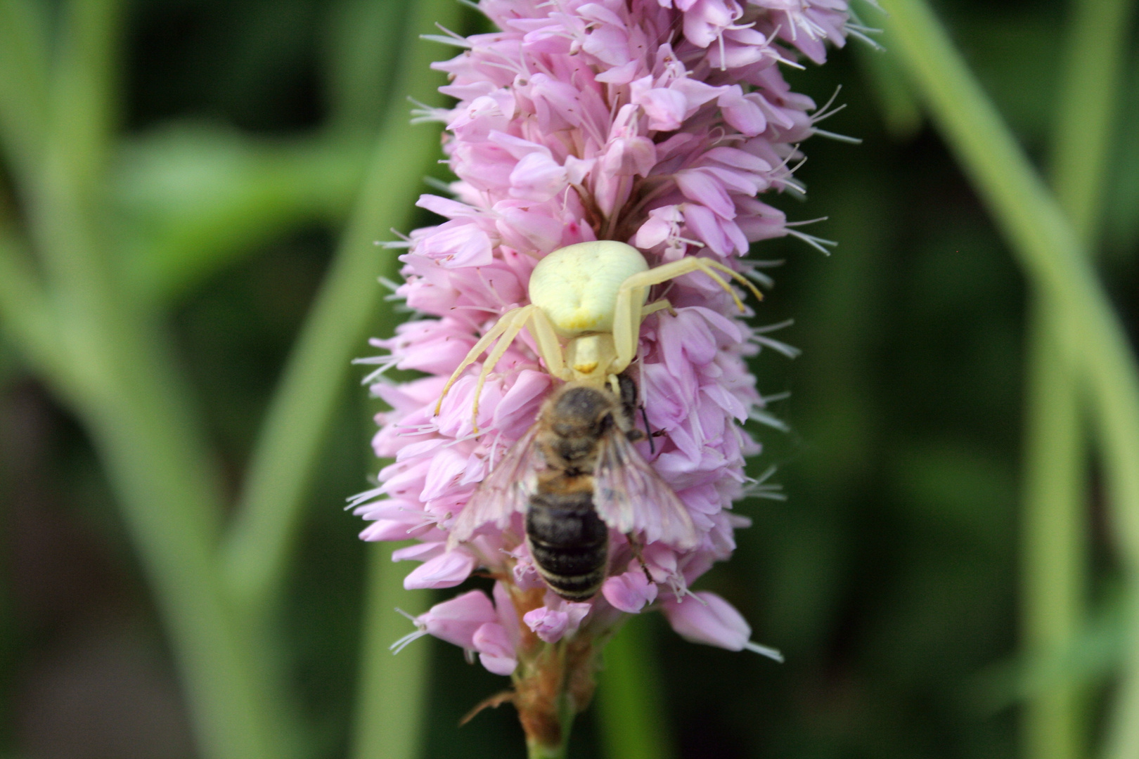 "Mörder-Spinne"