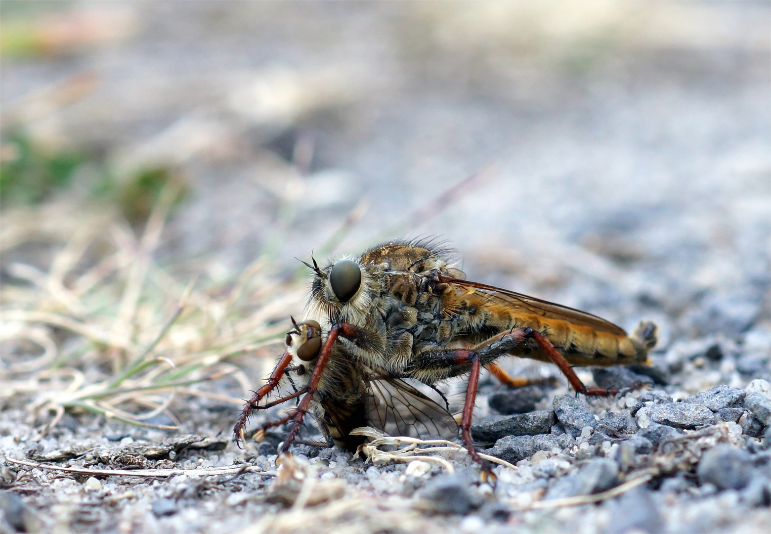 Mörderischer Alltag