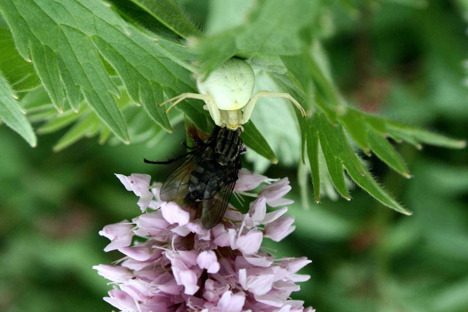 MörderSpinne