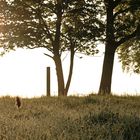 moergentliche Nebelstimmung im Sonnenschein