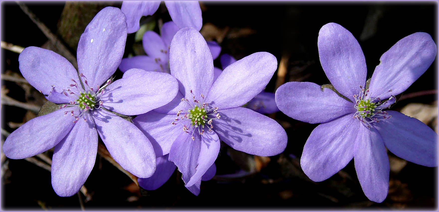 Mörikes blaues Frühlingsband