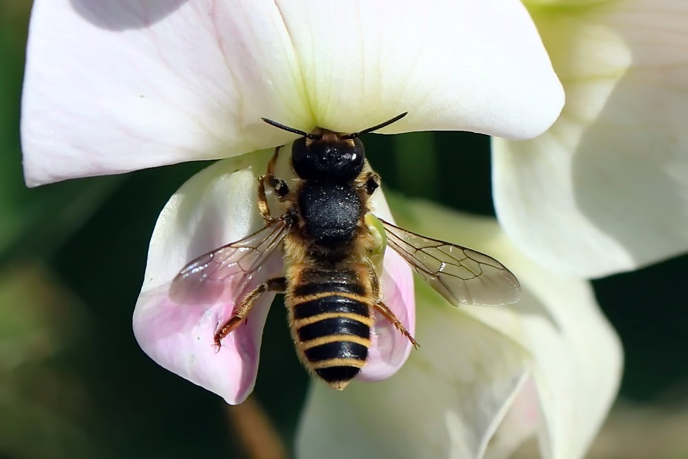 Mörtelbiene