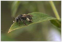 Mörtelbiene Drone