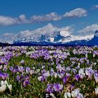 Mörteltal /Meltina Südtirol und der Rosengarten