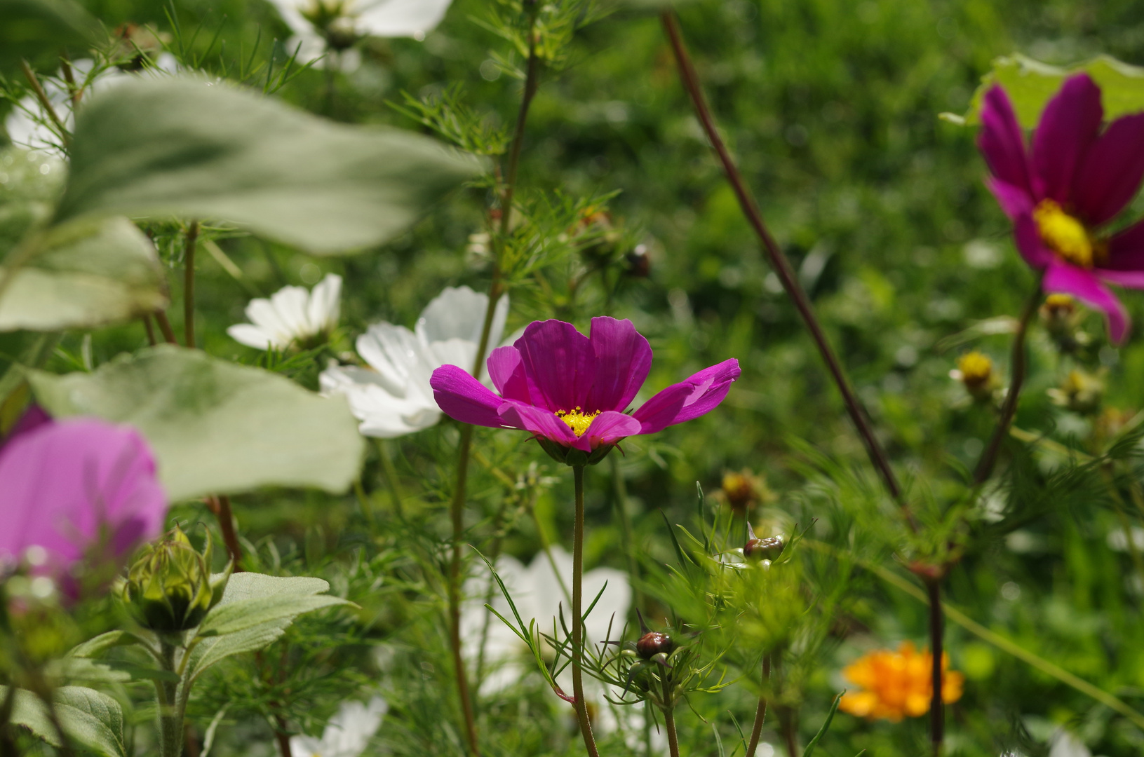 Mössinger Blumenmischung...