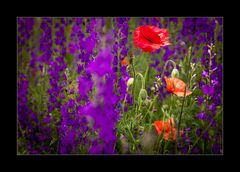 Mössinger Mohn