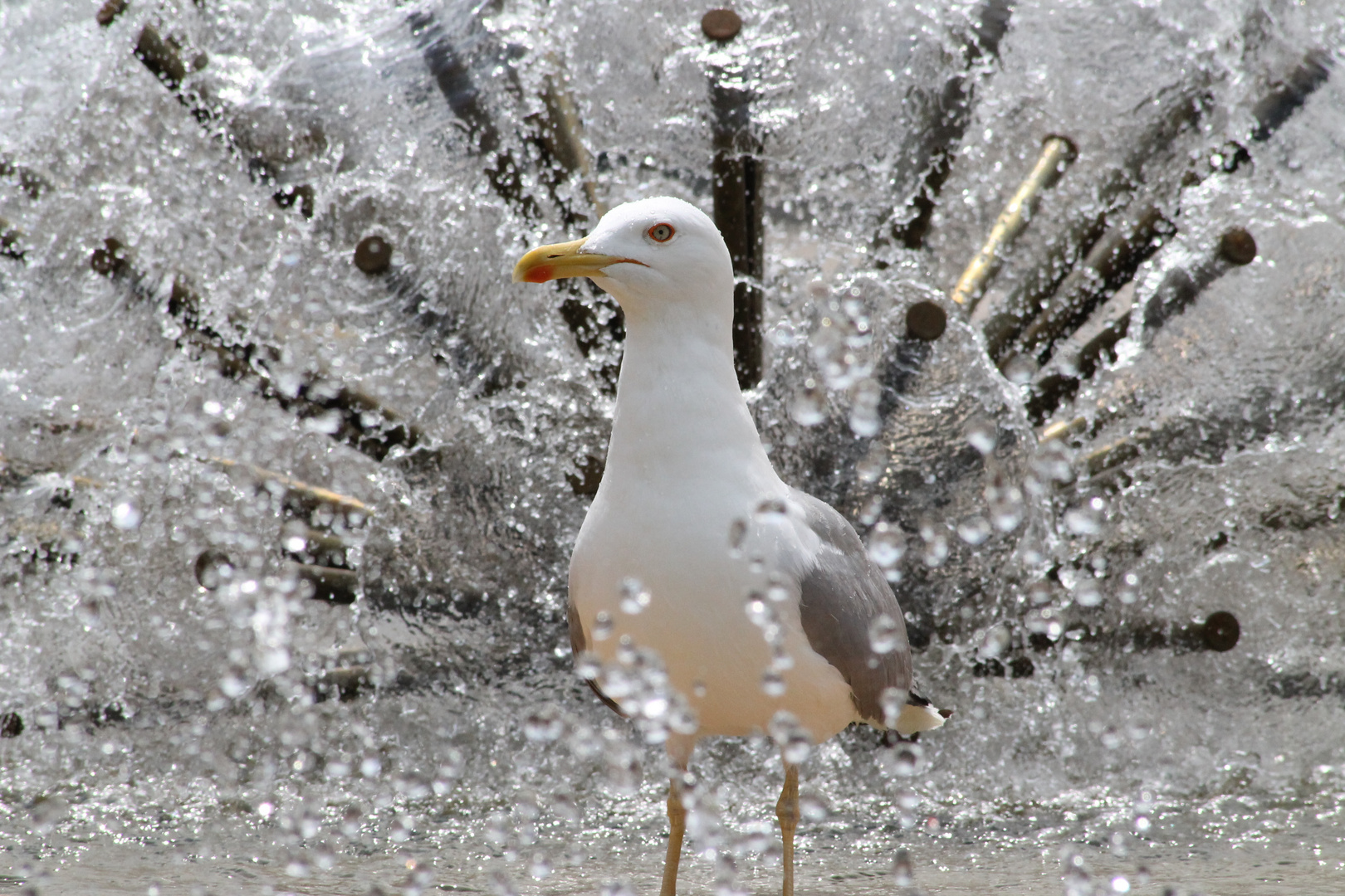 Möve