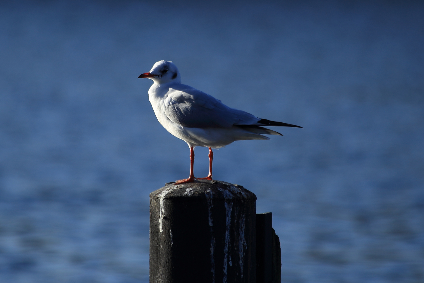 Möve am Baldeneysee