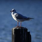 Möve am Baldeneysee