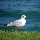 Möve am Bodensee