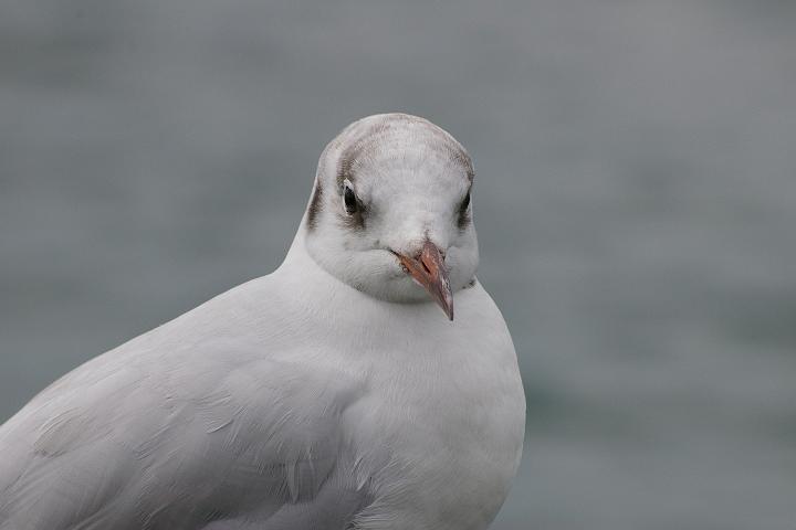 Möve am Bodensee