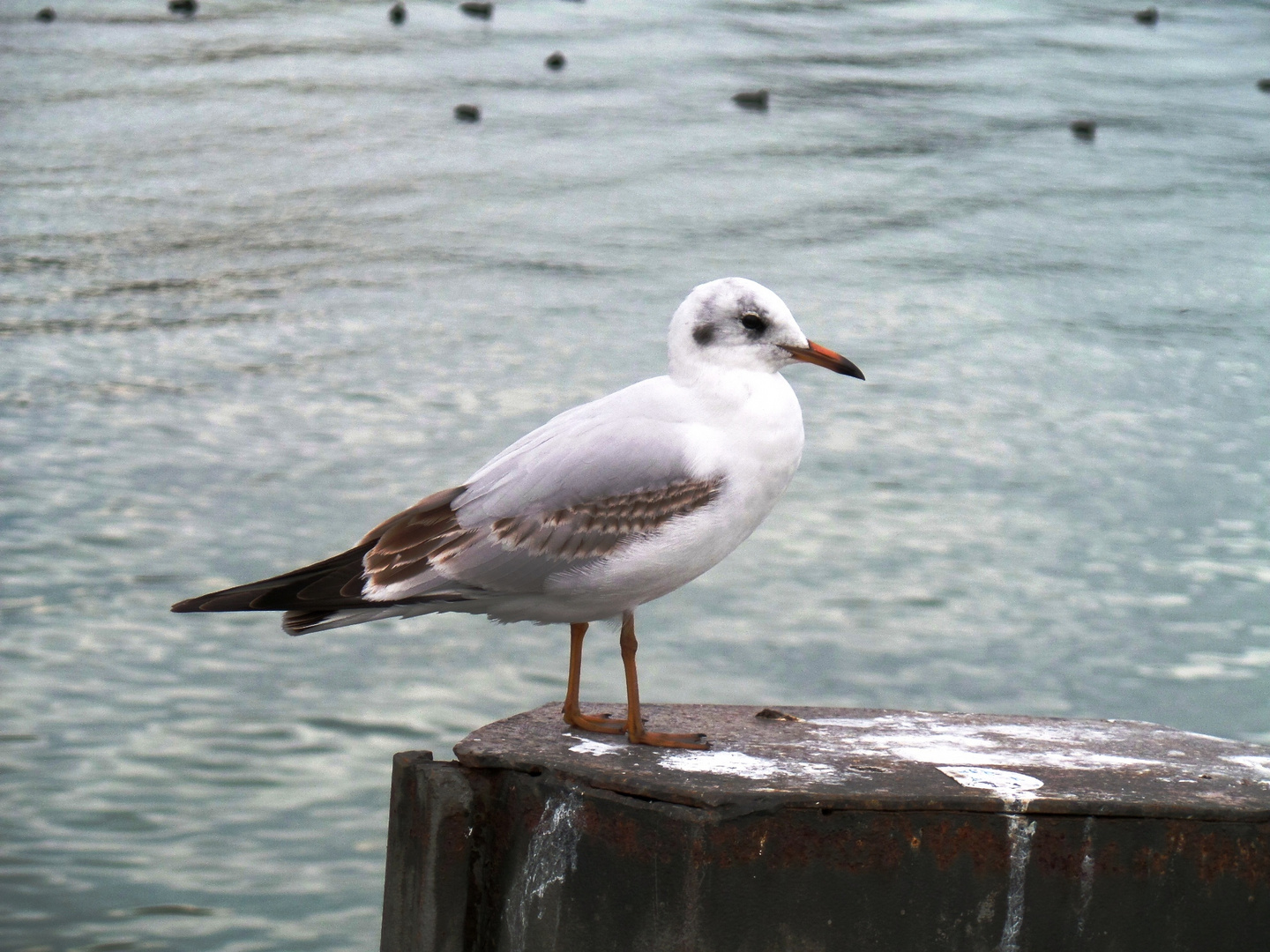 Möve am Bodensee