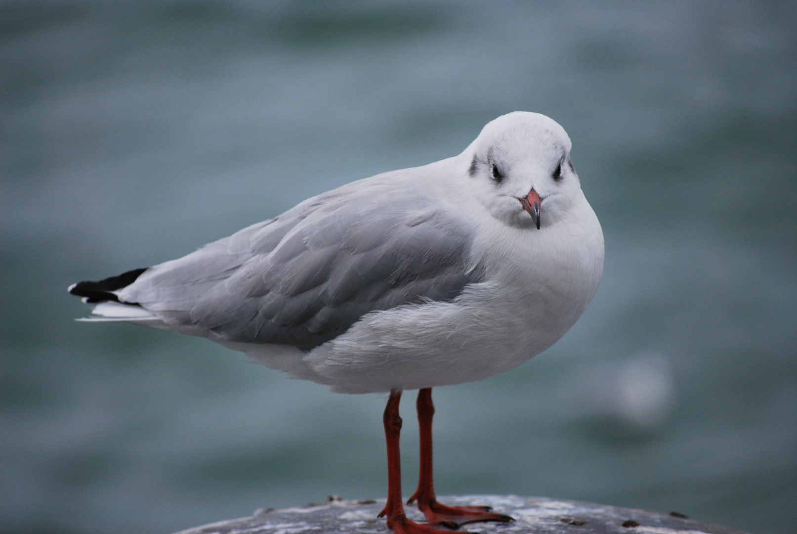 Möve am Bodensee