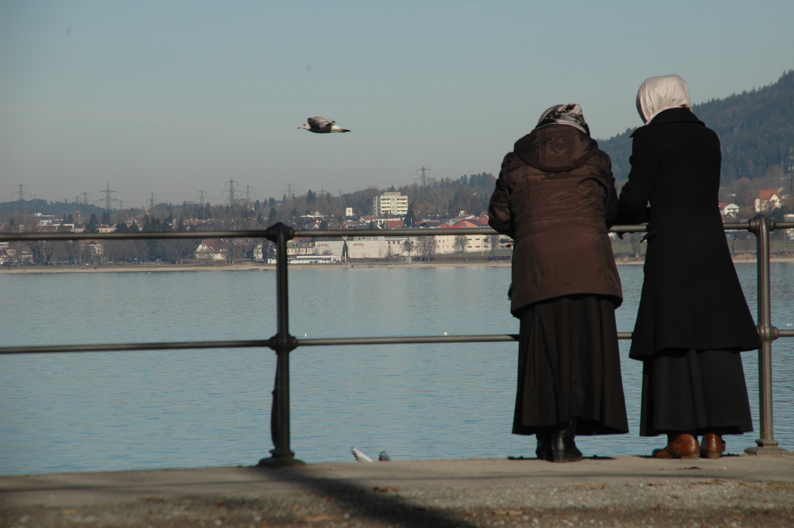 Möve am Bosporus........