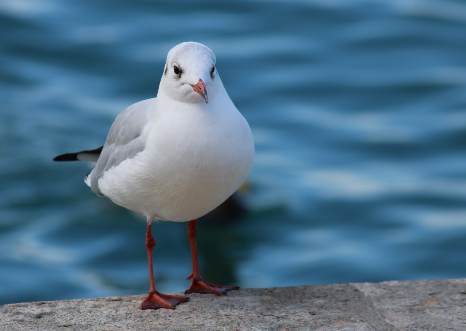 Möve am Gardasee