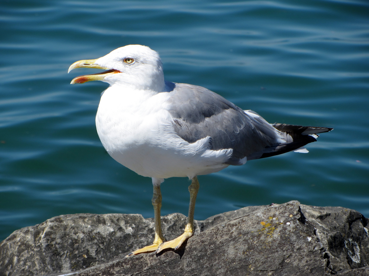 Möve am Genfersee