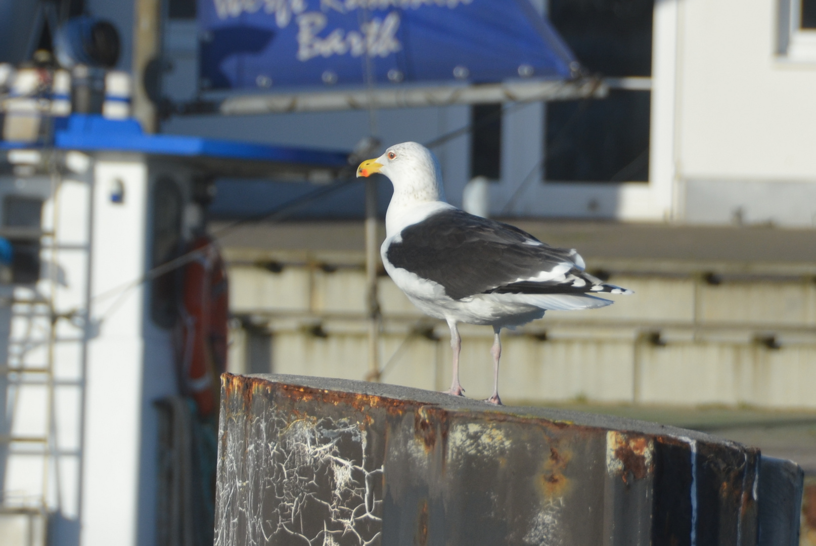 Möve am Hafen 