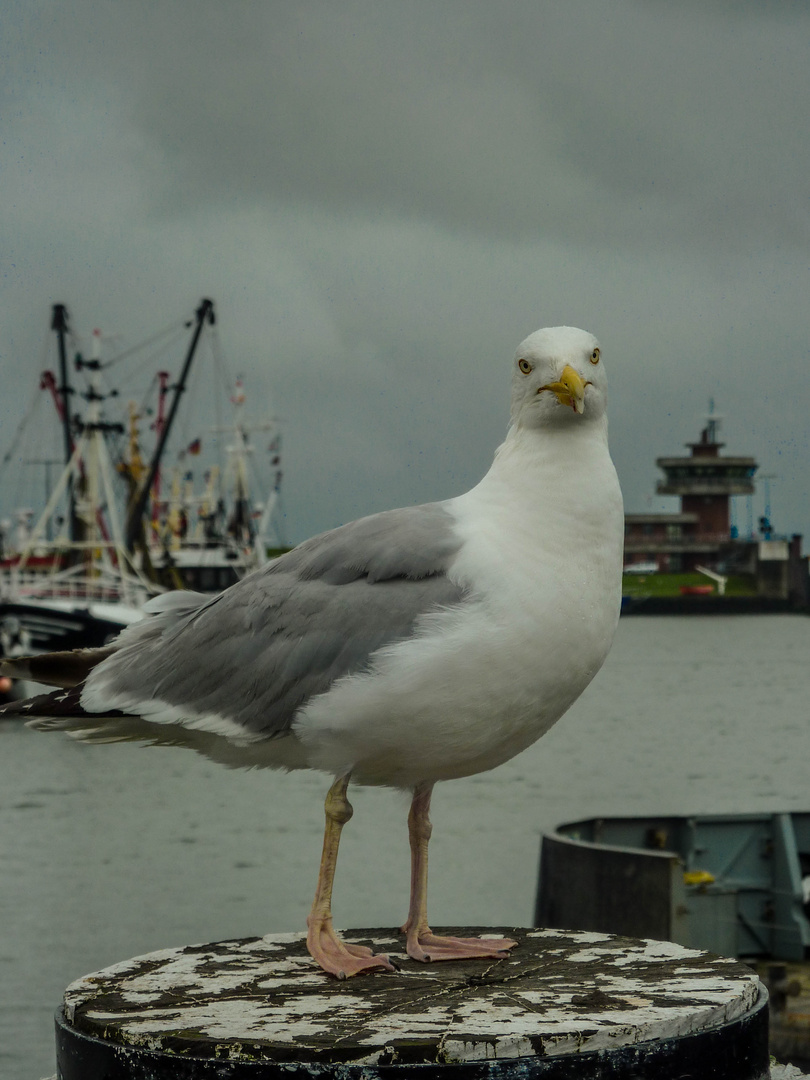 Möve am Hafen