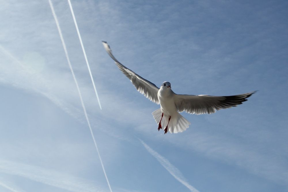 Möve am Himmel