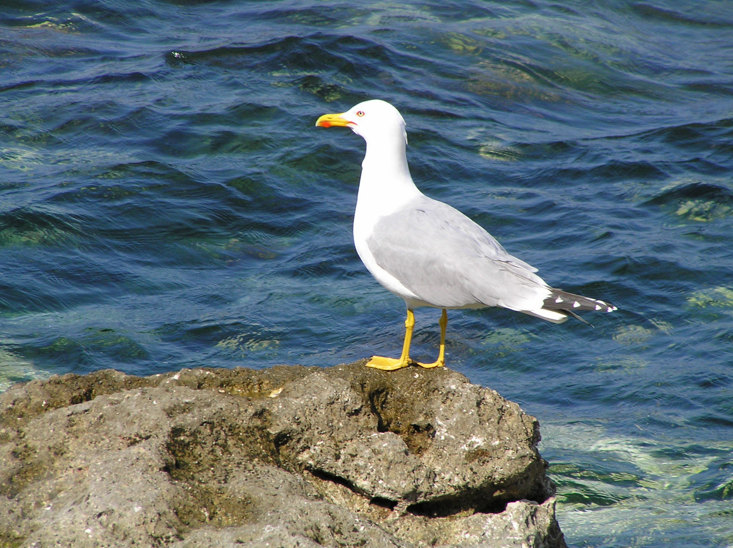 Möve am Mittelmeer