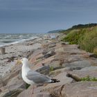 Möve am Neuendorfer Strand