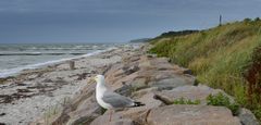 Möve am Neuendorfer Strand