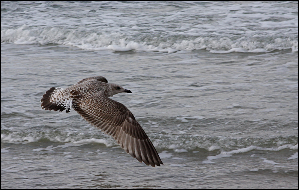 Möve am Ostseestrand