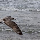 Möve am Ostseestrand